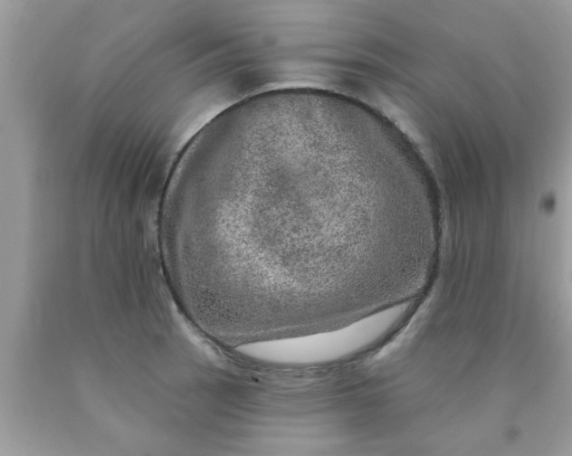 X0000090441137200707272149