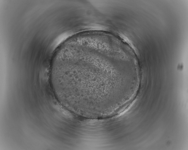 X0000090441163200707272148