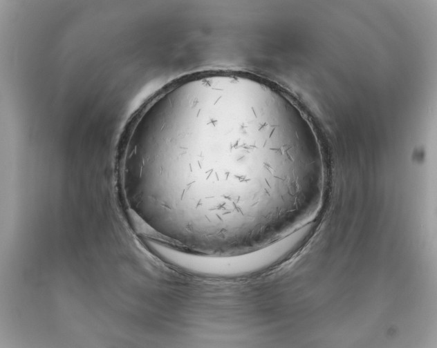 X0000090441168200707272148