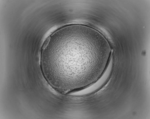 X0000090441180200707272148