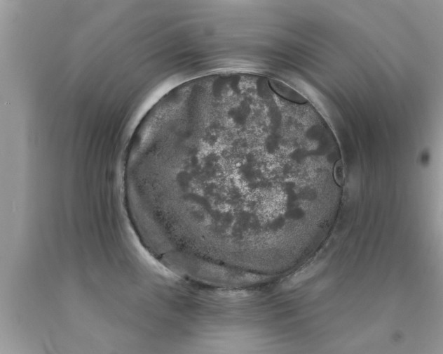 X0000090441243200707272147