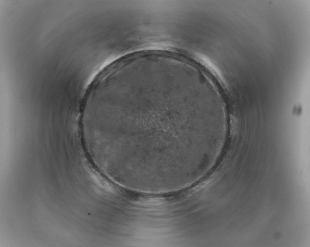 X0000090441260200707272147