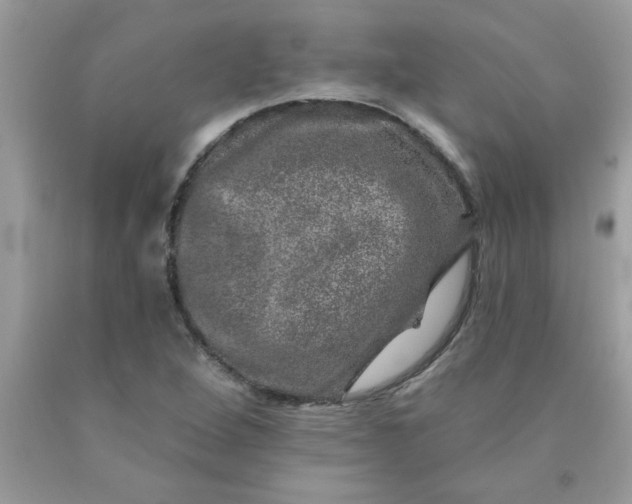 X0000090441264200707272147