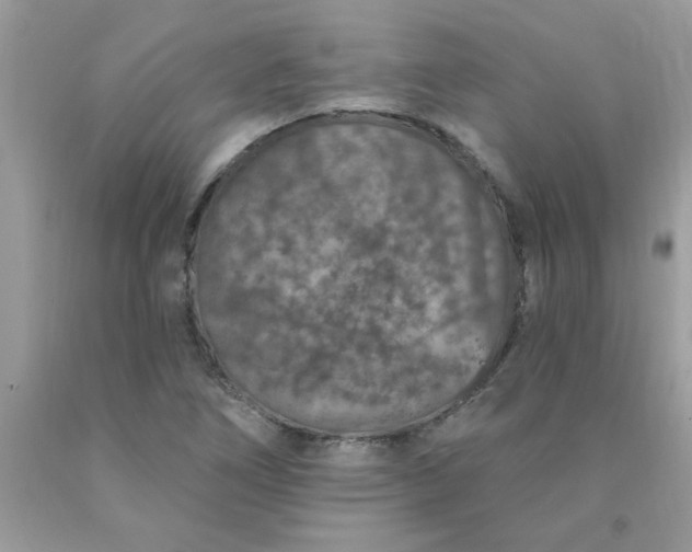 X0000090441266200707272147