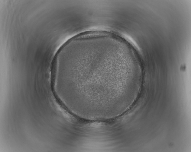 X0000090441268200707272147