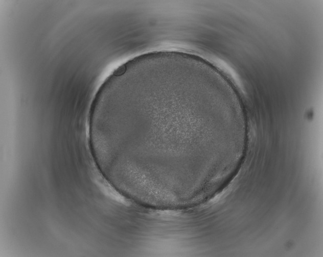 X0000090441280200707272146