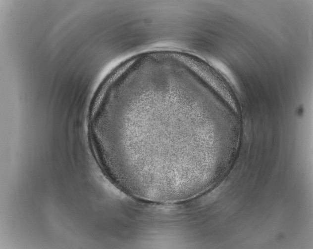 X0000090441288200707272146