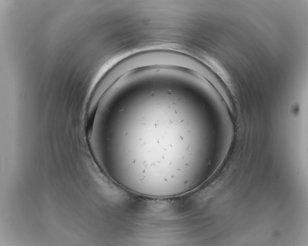 X0000090441332200707272146