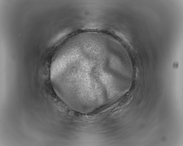 X0000090441350200707272145