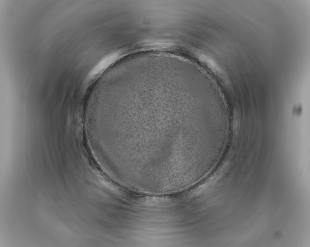 X0000090441354200707272145