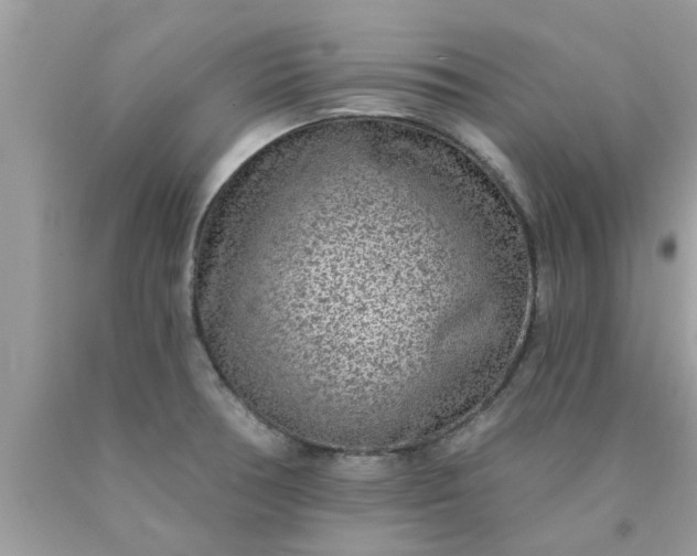 X0000090441378200707272145