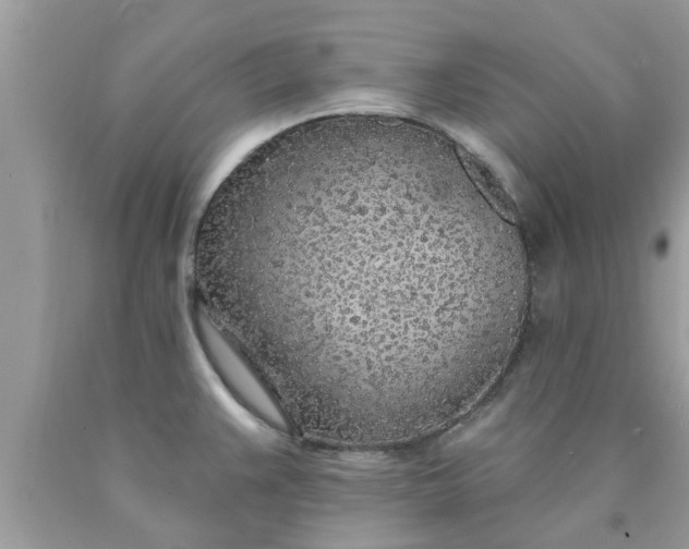 X0000090441383200707272145