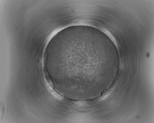 X0000090441388200707272145