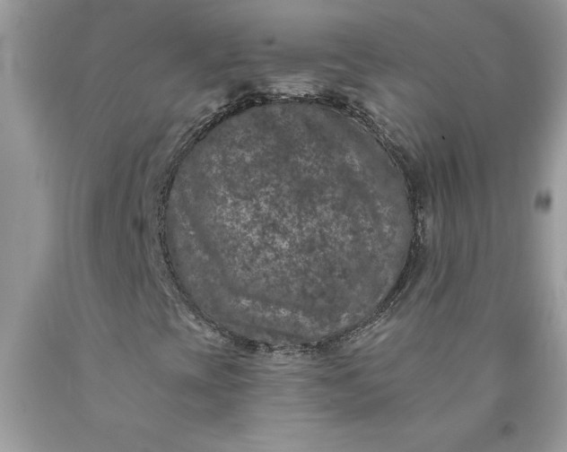 X0000090441393200707272144