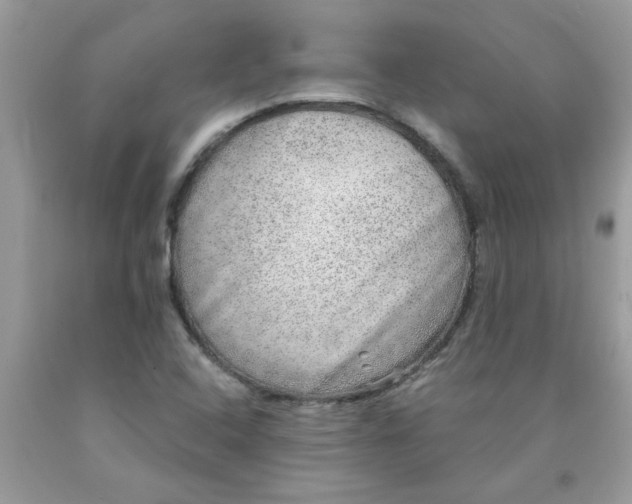 X0000090441408200707272144