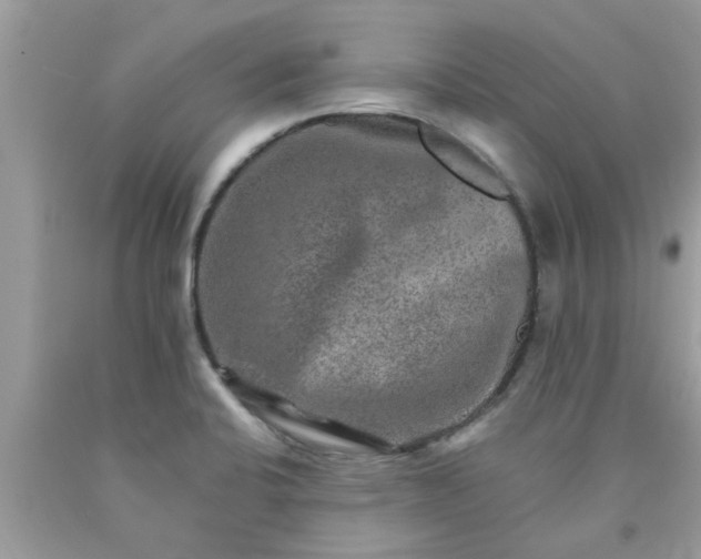 X0000090441424200707272144