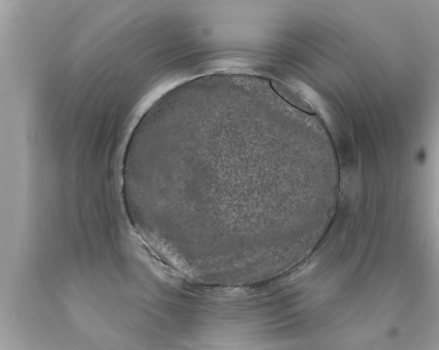 X0000090441435200707272145