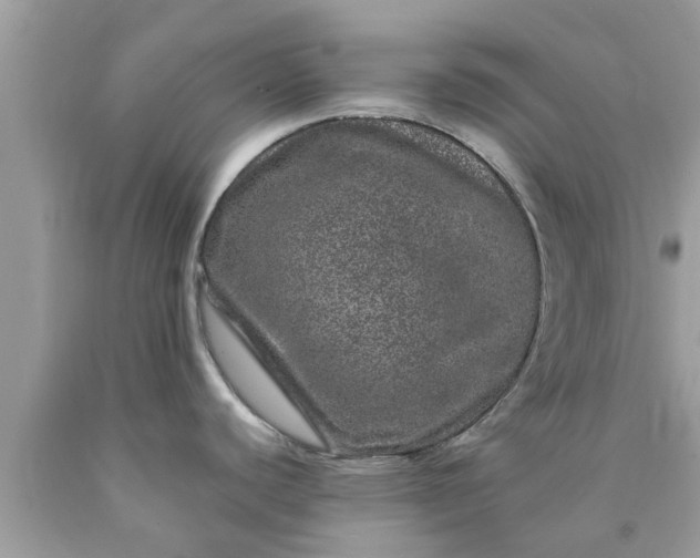 X0000090441440200707272145