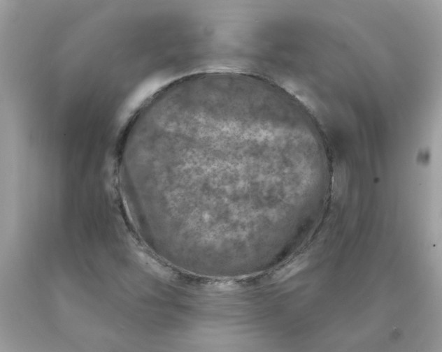 X0000090441454200707272144