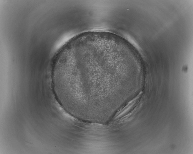 X0000090441456200707272144