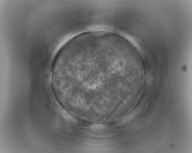 X0000090441462200707272144