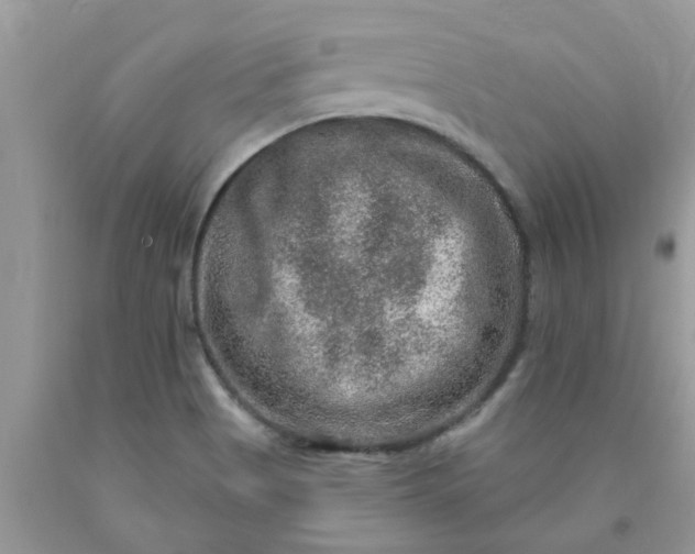 X0000090441513200707272143