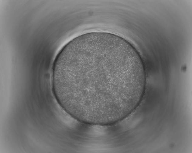 X0000090441514200707272143