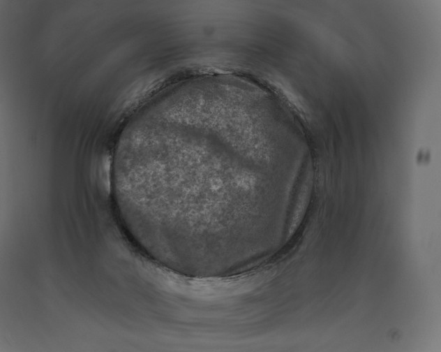 X0000090440022200708031204