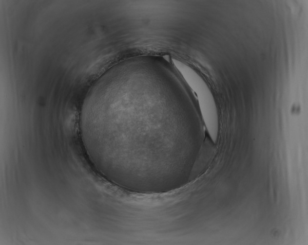 X0000090440029200708031204