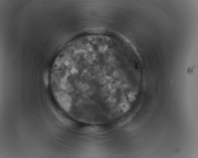 X0000090440069200708031204