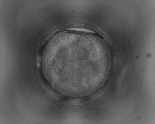 X0000090440075200708031204