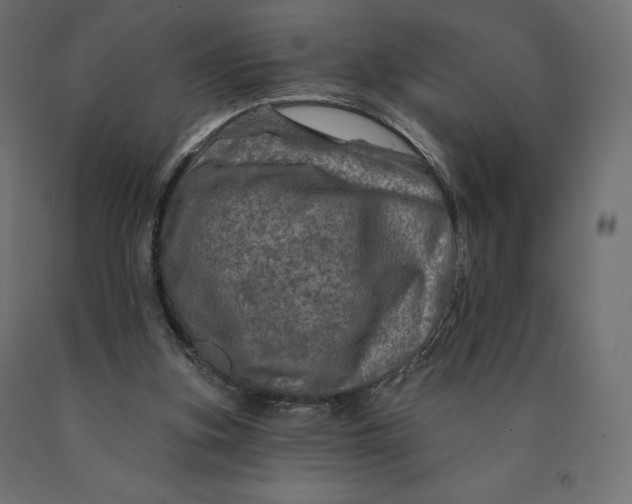 X0000090440155200708031202