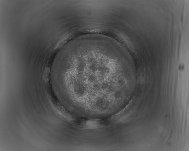 X0000090440171200708031202