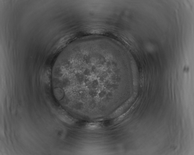 X0000090440175200708031202