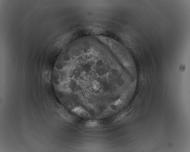 X0000090440177200708031202