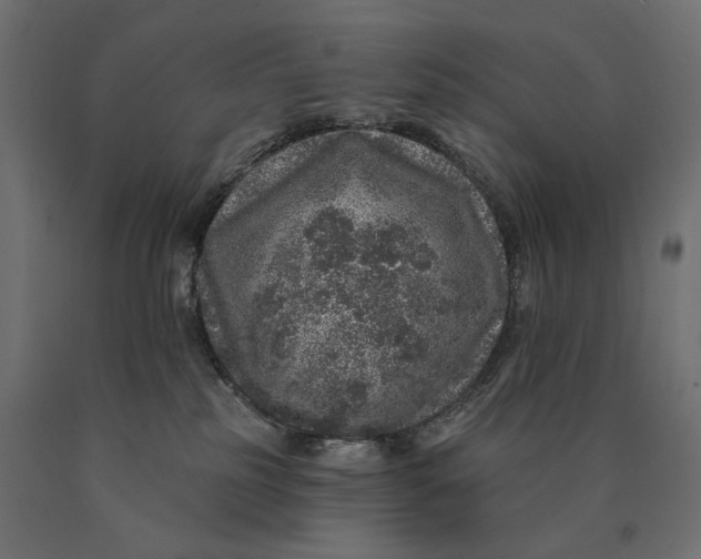 X0000090440185200708031202