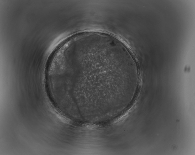 X0000090440199200708031201