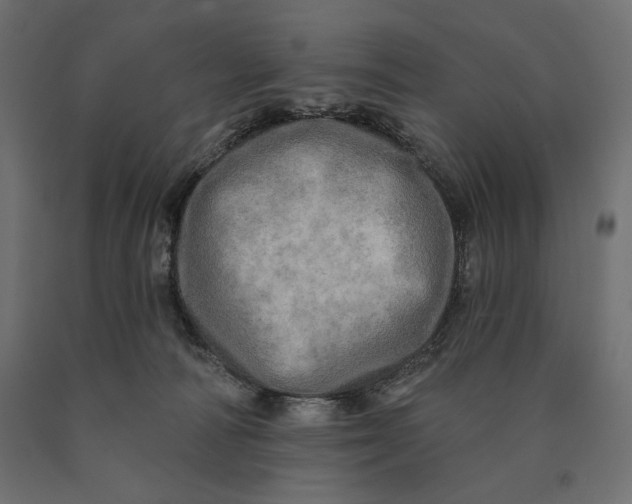 X0000090440226200708031201