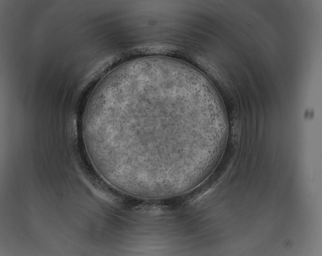 X0000090440254200708031200