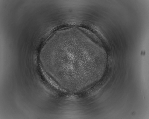 X0000090440259200708031200