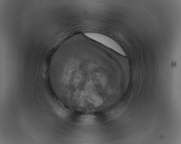 X0000090440266200708031200