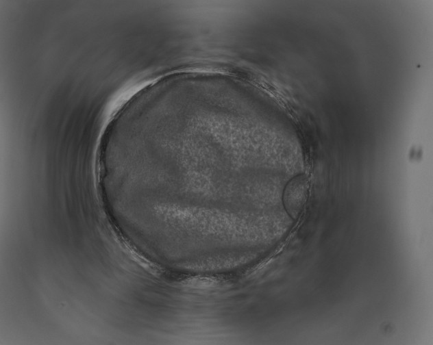 X0000090440294200708031200