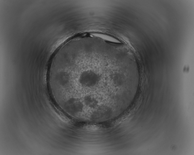 X0000090440299200708031200