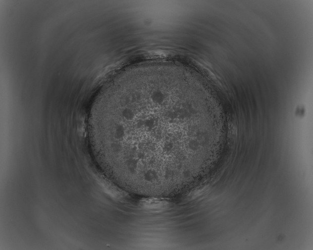 X0000090440331200708031159