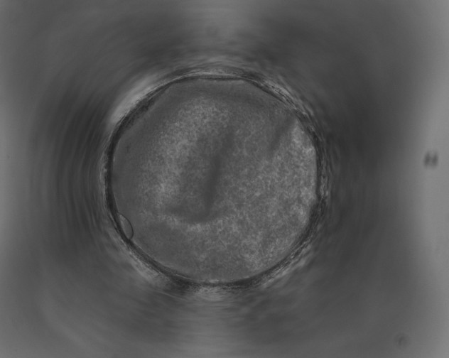 X0000090440341200708031159