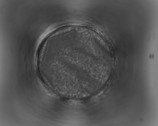 X0000090440343200708031159