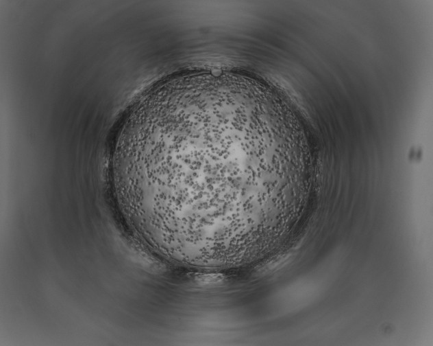 X0000090440355200708031159