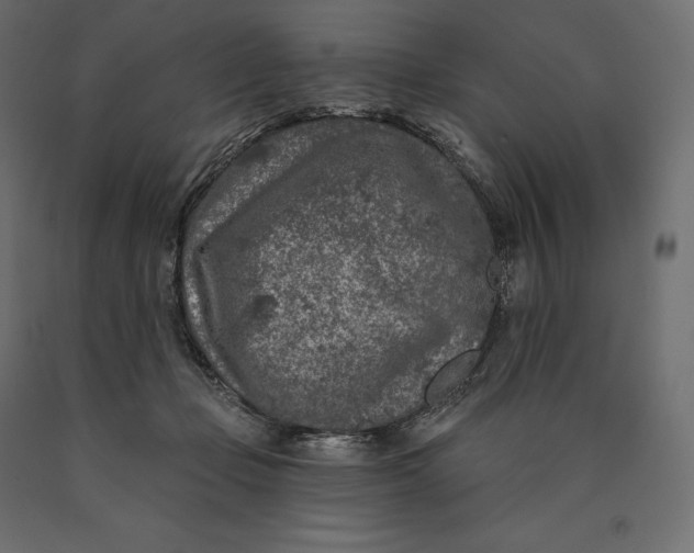 X0000090440365200708031159