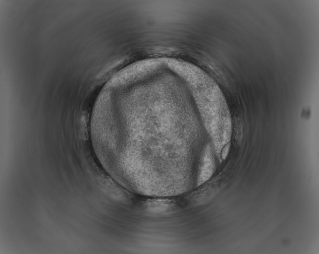 X0000090440378200708031159