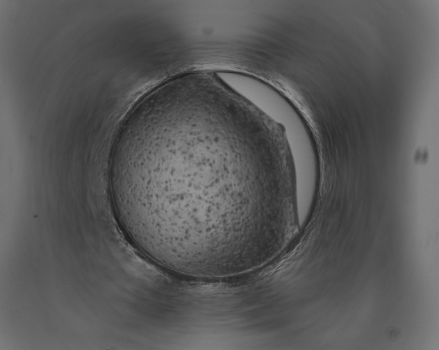 X0000090440385200708031159